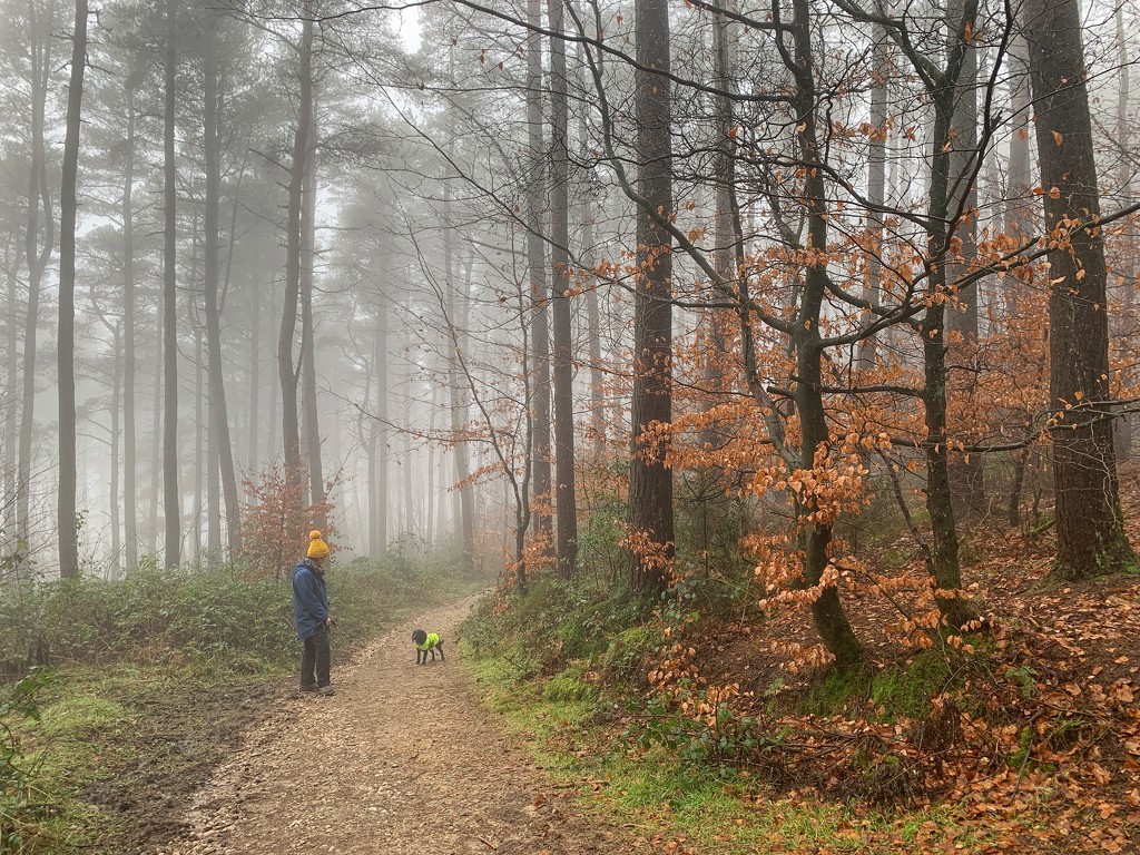Beech leaves, a yellow bobble hat & a spaniel.  by happypat