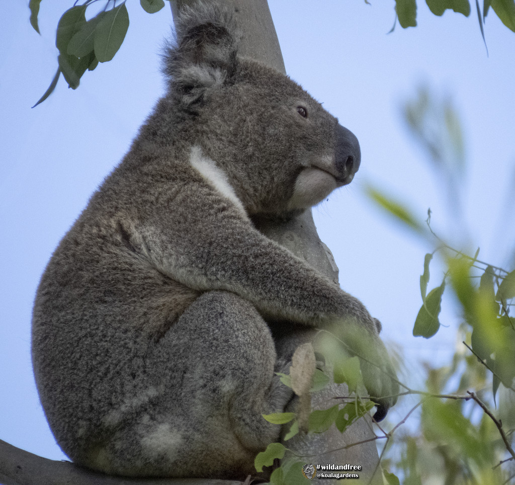 keep your eye on future horizons by koalagardens