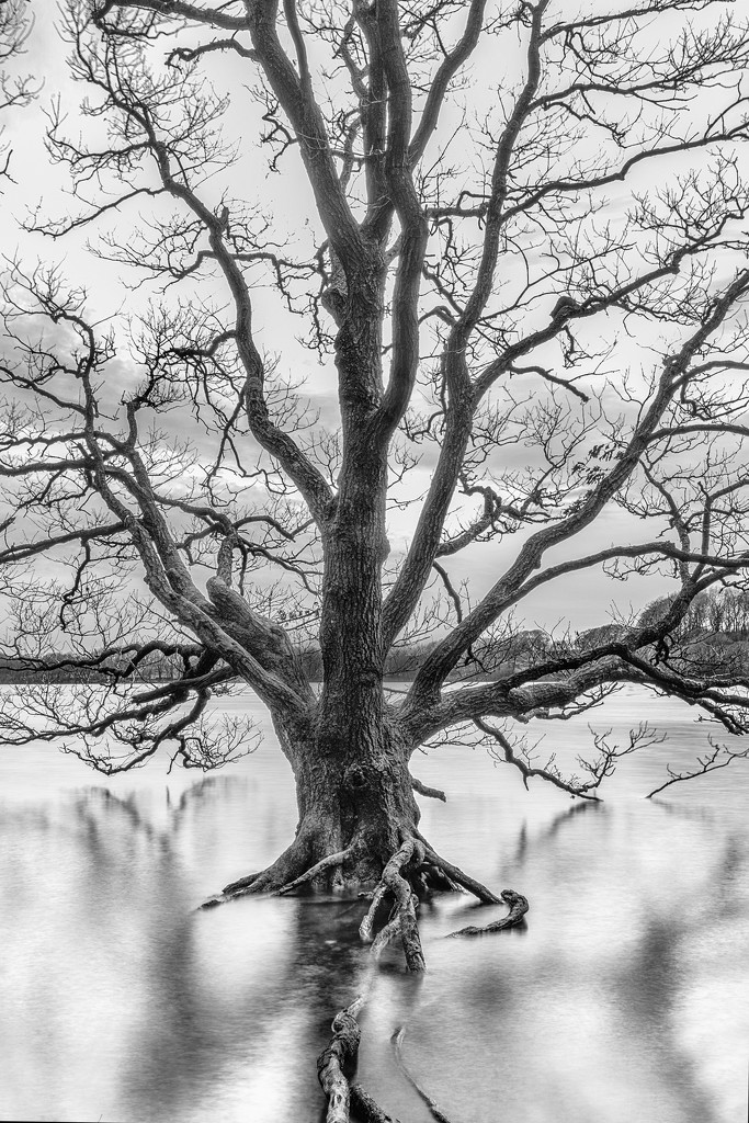 Tree in high water. by gamelee