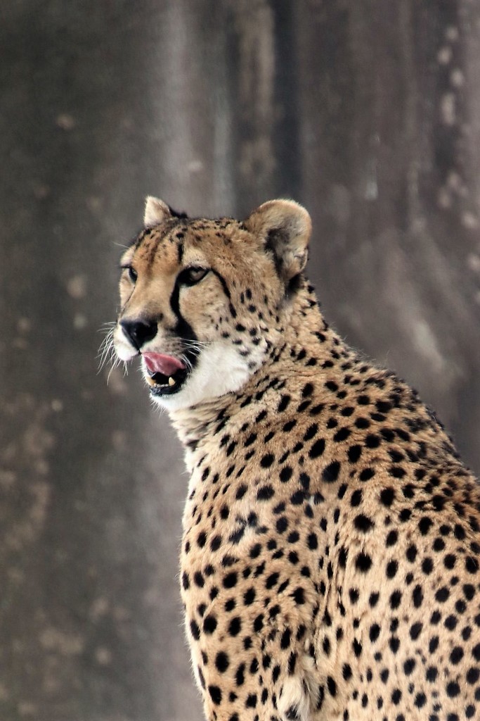 Cheetah  by randy23