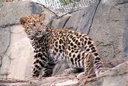 29th Jan 2021 - Young Leopard