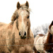 Two Horses by kareenking