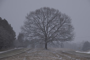 31st Jan 2021 - Tappahannock Oak VI - Snow Day