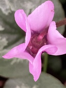 28th Jan 2021 - Cyclamen Flower 