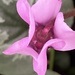 Cyclamen Flower  by cataylor41