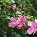 Pink Hibiscus ~     by happysnaps