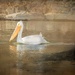 Cruising Pelican by samae