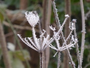 7th Jan 2021 - Hoar frost beauty