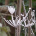 Hoar frost beauty by speedwell