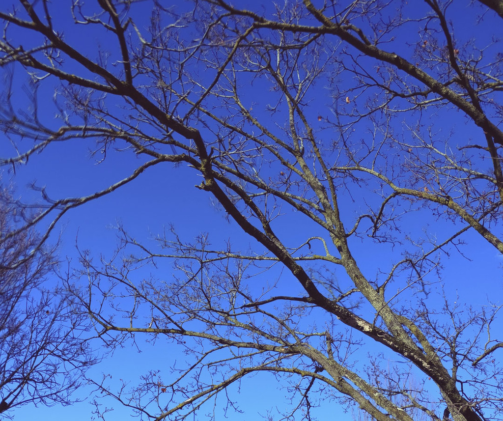 Blue Sky bare branches  12-12-20 by houser934