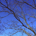 Blue Sky bare branches  12-12-20 by houser934