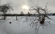 24th Jan 2021 - Snowy Landscape with Pale Sun. 