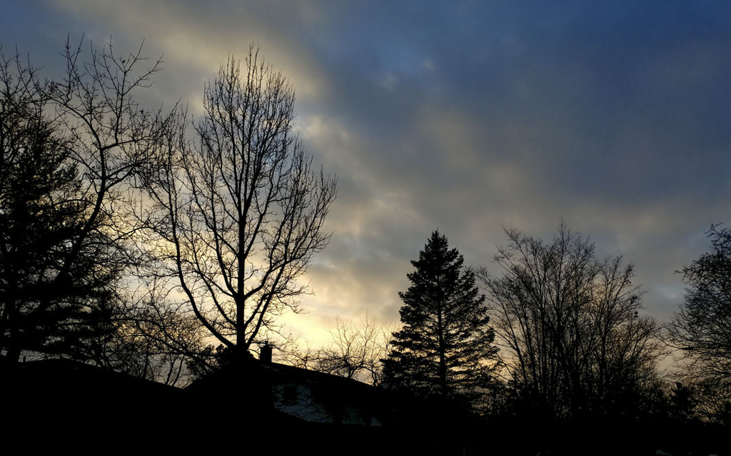 More Tree Silhouettes  12-09-20 by houser934