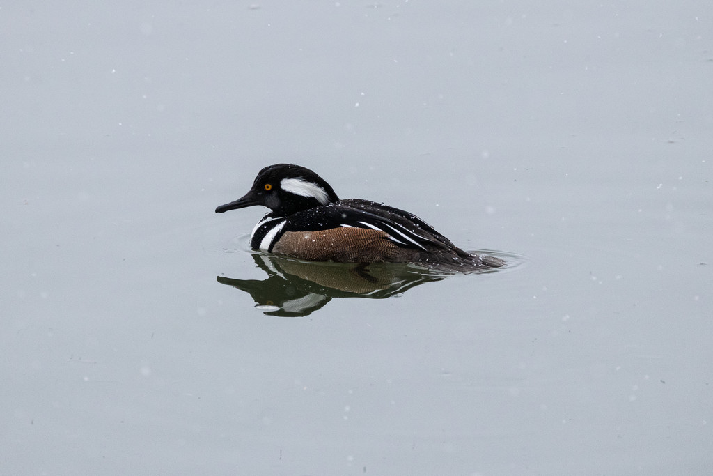 Hooded Merganser In The Snow by swchappell