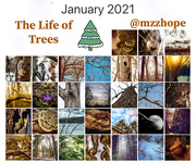 31st Jan 2021 - The Life of Trees Month