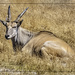 Eland, one of the lager bucks by ludwigsdiana
