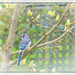 Bluejay in a Magnolia by gardencat