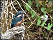 1st Feb 2021 - A reminder of my kingfisher days