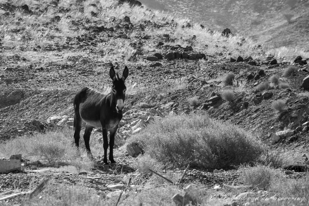 Donkey by ingrid01