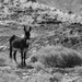 Donkey by ingrid01