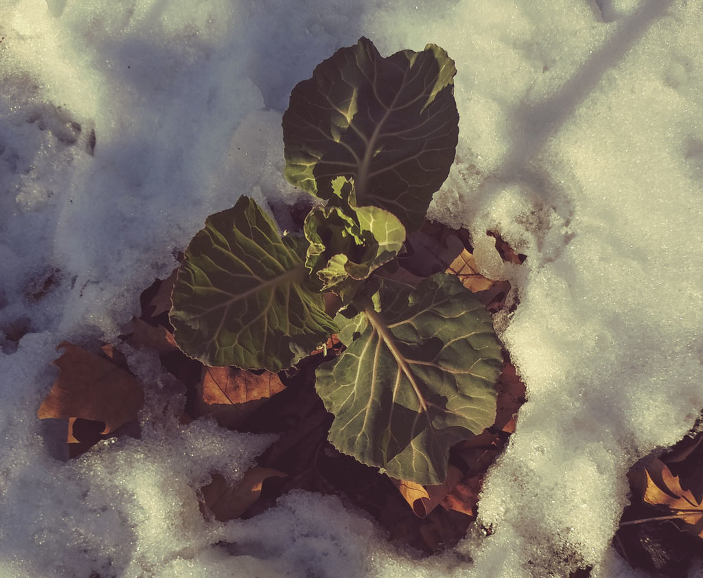 Kale in Snow 1-13-21 by houser934