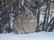 31st Jan 2021 - Snow bunny 