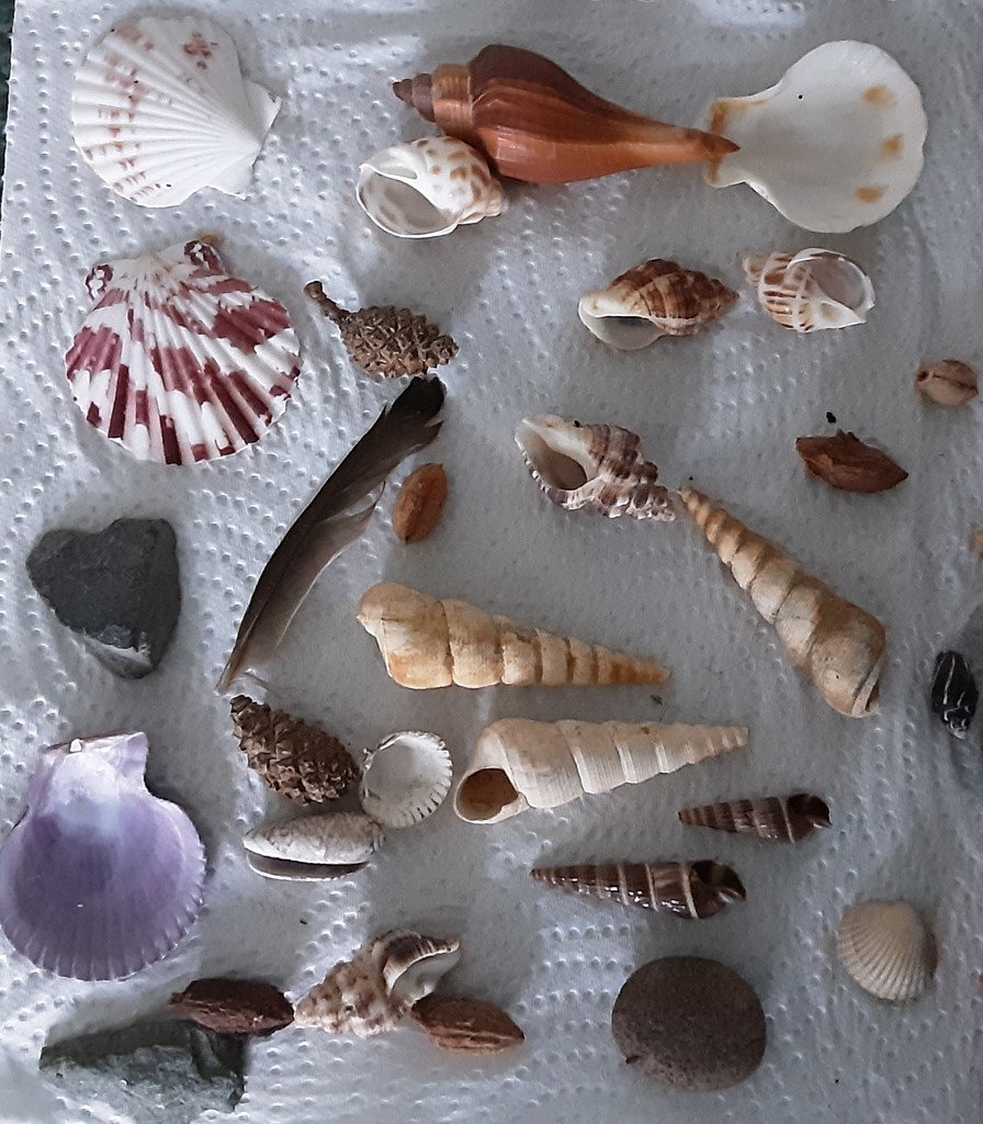 Seashells,  small feather and stones. by grace55