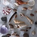 Seashells,  small feather and stones. by grace55