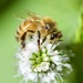A Busy, Buzzing Bee DSC_4917 by merrelyn