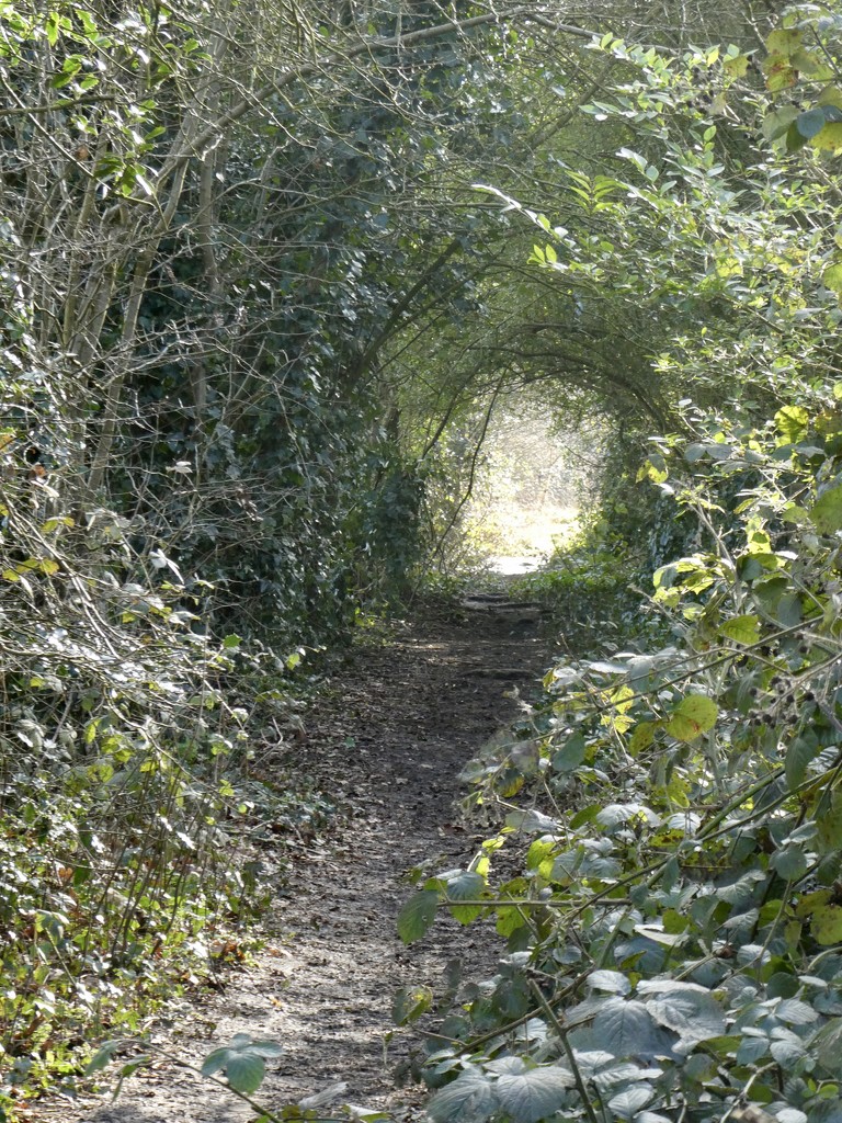Through the ginnel. by orchid99