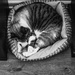 sleepy kitty by mistyhammond