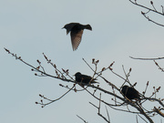 1st Feb 2021 - European starlings