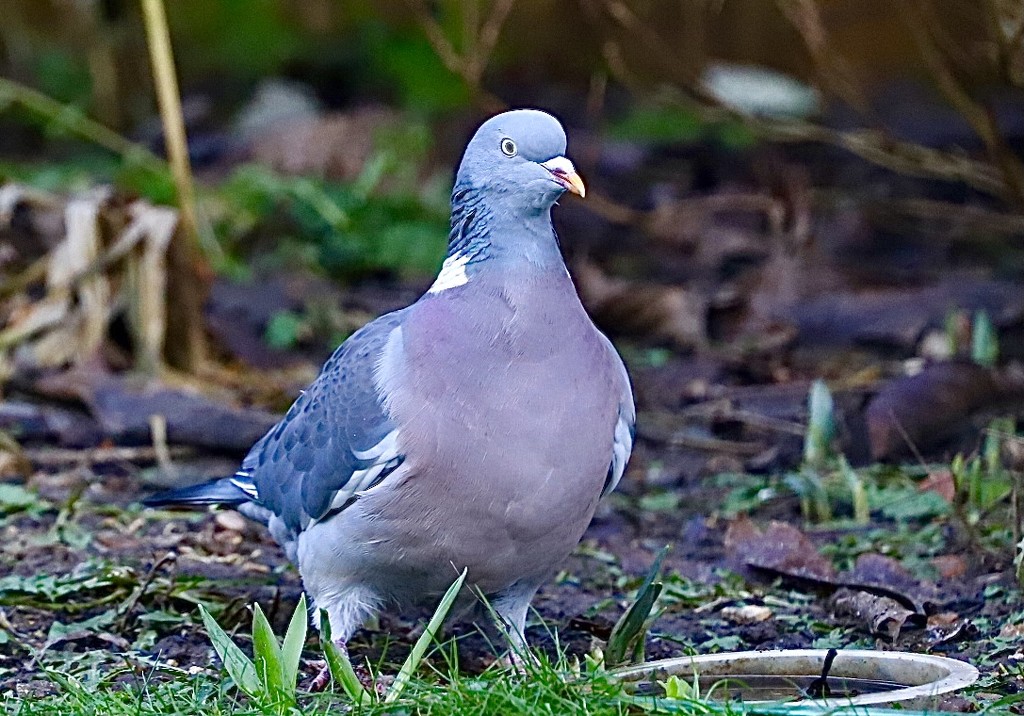 Pigeon by carole_sandford