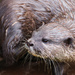 Otter by shepherdmanswife