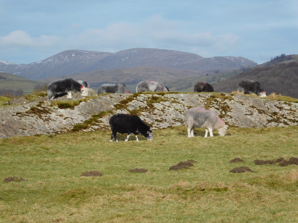 some sheep and a rock by anniesue