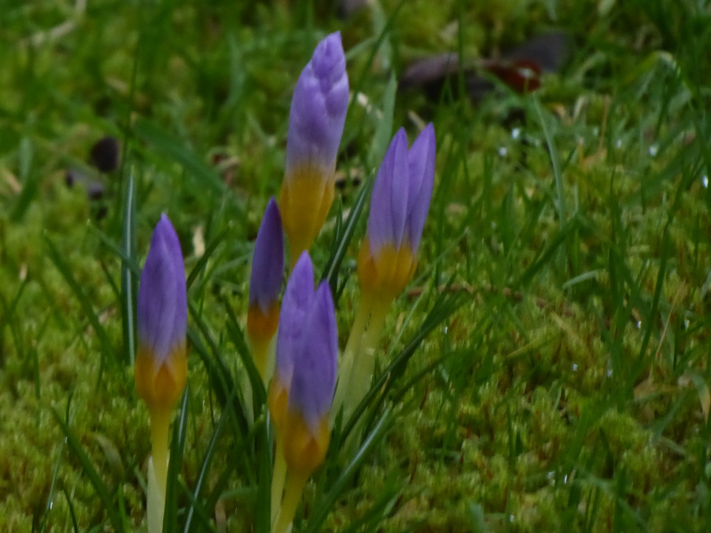 crocus by snowy