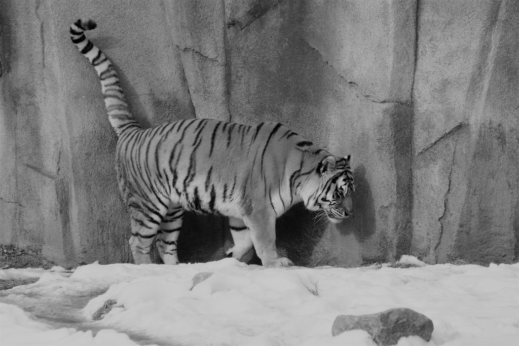 Tiger by randy23