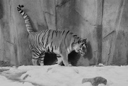 19th Jan 2021 - Tiger
