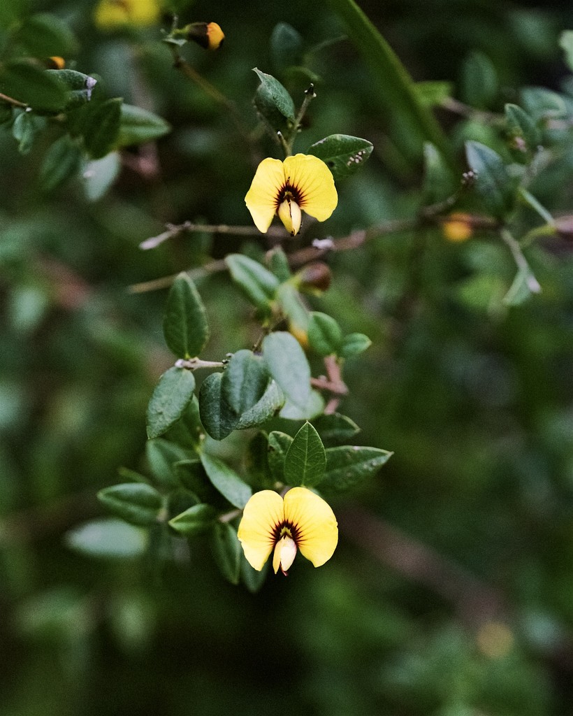 Bush peas by peterdegraaff