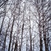 Winter white by dawnbjohnson2