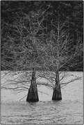 1st Feb 2021 - Cypress Trees
