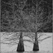 Cypress Trees by kvphoto