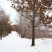 Winter oaks by dawnbjohnson2