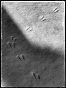 30th Jan 2021 - Footprints