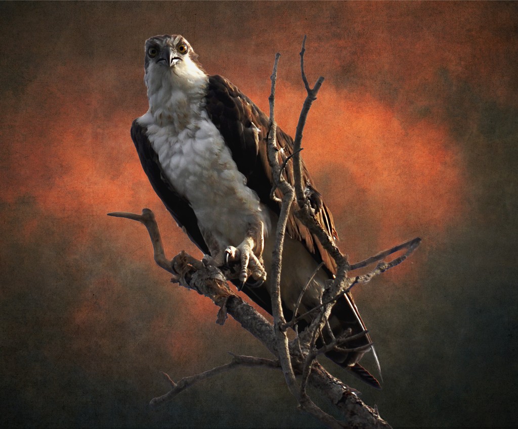 Osprey  by joysfocus