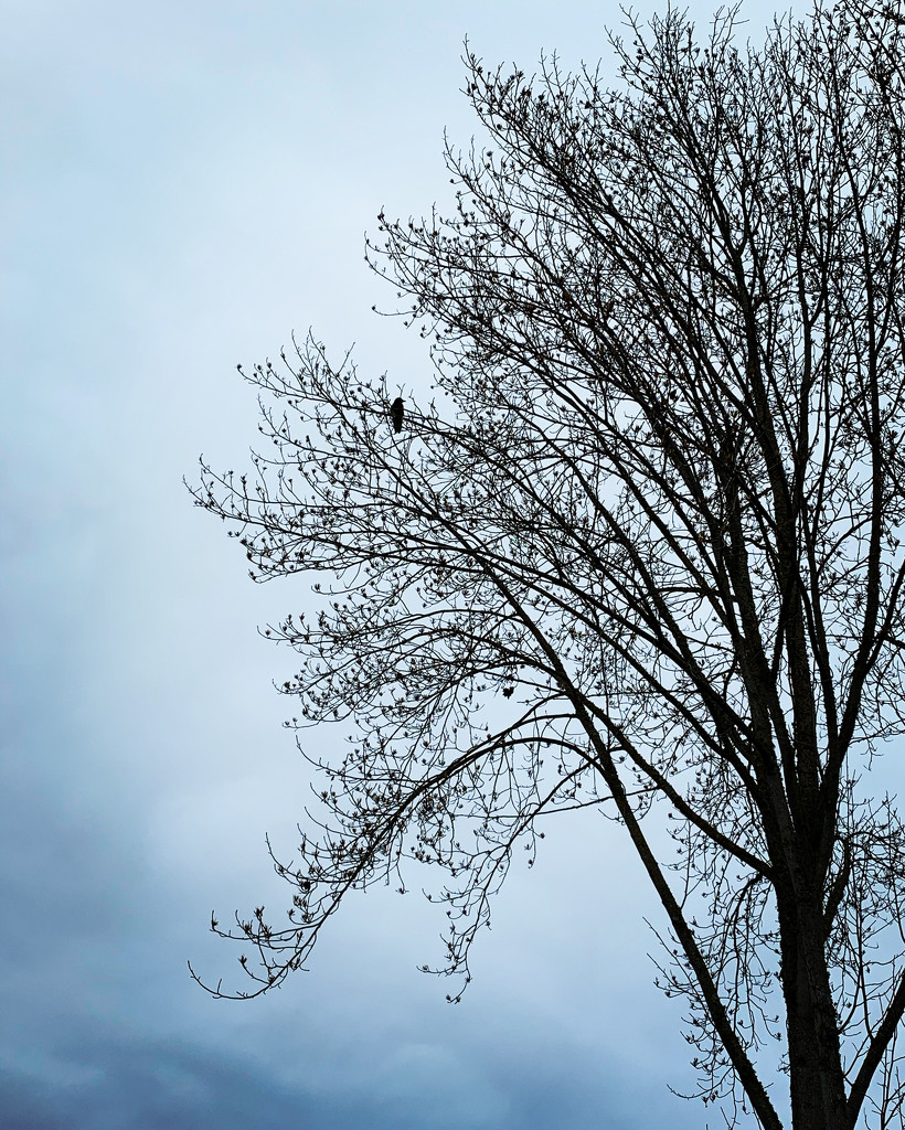 a crow and the bare tree by shookchung