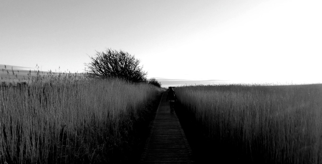 Reeds by steveandkerry