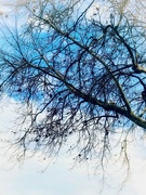 2nd Feb 2021 - Whose Branches Extends Into Heaven