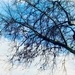 Whose Branches Extends Into Heaven by gardenfolk