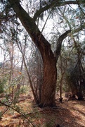 2nd Feb 2021 - cottonwood tree